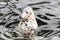 Harbour Seal (Phoca vitulina) pokes his head out of the water