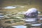 Harbour Seal (Phoca vitulina) pokes his head out of the water