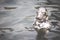 Harbour Seal (Phoca vitulina) pokes his head out of the water