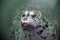 Harbour seal staring up through the water