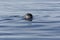 Harbour seal swimming, looking into camera