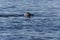 Harbour seal swimming on surface