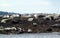 Harbour Seals basking on the Belle Chain Islands, BC