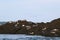 Harbour seals on the Bay of Fundy, New Brunswick, Canada