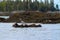 Harbour seals on the Bay of Fundy, New Brunswick, Canada