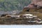 Harbour seals on the Bay of Fundy, New Brunswick, Canada