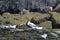 Harbour seals on the Bay of Fundy, New Brunswick, Canada