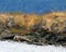 Harbour Seals camouflaged on shoreline resting on a warning buoy, Salish Sea