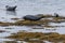 Harbour seals enjoying summer on Iceland