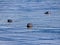 Harbour seals making their way towards the viewer in the Isle of Skye