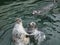 Harbour Seals (Phoca vitulina)