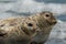 Harbour seals resting on beach