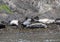 Harbour Seals on Spiden Island off coast of British Columbia