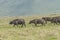 Hard of Afrcan buffalo in Ngorongoro