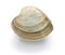 Hard clam, quahog