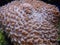 Hard coral macro