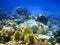 Hard-coral reef in Red sea