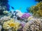 Hard-coral reef in Red sea