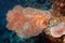 A hard coral Subergorgia hicksoni. Underwater photography, Philippines