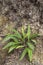 Hard fern, deer fern, Struthiopteris spicant, Blechnum spicant, plant on ground in forest, Polypodiales