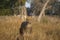 Hard Ground Swamp Deer, Barasingha- Rucervus duvaucelii, Kanha Tiger Reserve, Madhya Pradesh