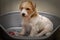 Hard haired furry pedigreed Jack Russell Terrier view in dog bed with a toy