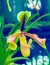 Hard-leaved Pocket Orchid Paphiopedilum micranthum commonly known as the Silver Slipper Orchid or Pocket Orchid. It blooms