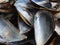 Hard mother-of-pearl mussel shells resistant crustaceans