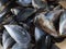 Hard mother-of-pearl mussel shells resistant crustaceans