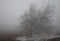 hard rime, frozen tree winter wonderland scenery. freezing fog and Mist background. moisture forming ice