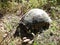 Hard sunlight on a Greek tortoise shell