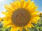 Hard-working bees on big sunflower flowers