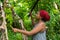 A hard working caribbean woman harvesting green bananas with a machete