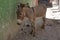 Hard working donkey on Lamu resting in the shade