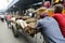 Hard working Indians pushing heavy load through streets of Kolkata