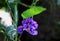 Hardenbergia violacea purple flowers