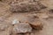 Hardened pieces of lava stones. Porous structure of igneous lava. Broken lava stones on sandy and dusty background on top of Batur