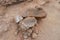 Hardened pieces of lava stones. Porous structure of igneous lava. Broken lava stones on sandy and dusty background on top of Batur