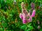 Hardhack steeplebush with colorful flowers in bloom, tropical plant specie from America, Ornamental garden flower, nature