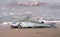 The Hardhead Catfish Arius felis lies on the sandy shore. In the background are waves of the Gulf of Mexico. Texas, United