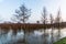 Hardinxveld, Netherlands - 2018-01-14: trees and willow coppices in flooded Nature reserve de Avelingen
