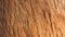 Hardwood brown color background.