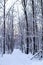 Hardwood forest after a snowstorm in December vertical