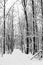 Hardwood forest after a snowstorm in December vertical black and white