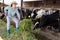 Hardworking asian woman feeds cows with freshly cut grass