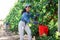 Hardworking asian woman plucks ripe plums from a tree