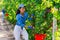 Hardworking asian woman plucks ripe plums from a tree