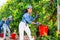 Hardworking asian woman plucks ripe plums from a tree