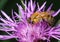 Hardworking bee collects pollen on pink flowers