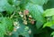 A hardworking bee pollinates a white raspberry flower among green foliage in a vegetable garden